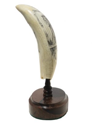 Steve Willeford Scrimshaw - Whales! Whales! - Scrimshaw Collector