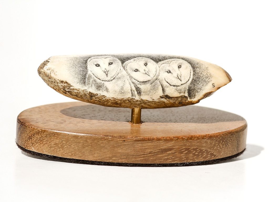 David Smith - Barn Owl Trio Scrimshaw