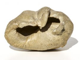 Unknown Origin - Fossil Whale Eardrum