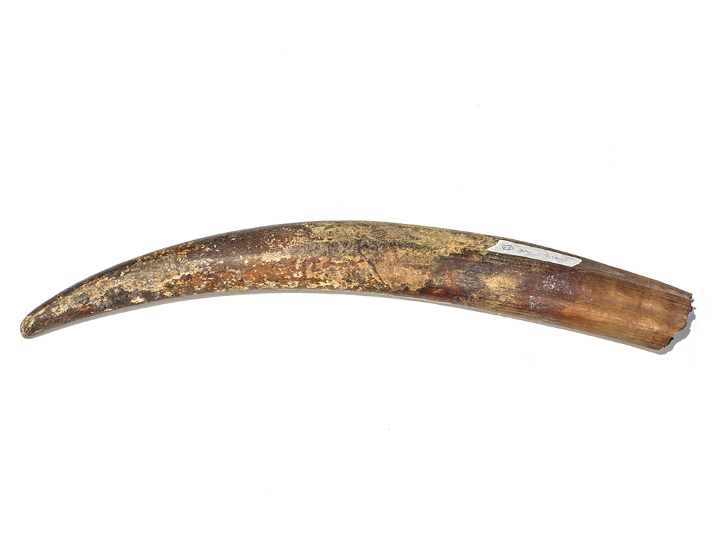 Fossil Walrus Tusk Raw Ivory