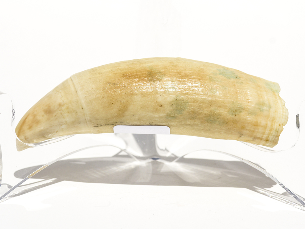 Raw Whale's Tooth Ivory - Scrimshaw Collector