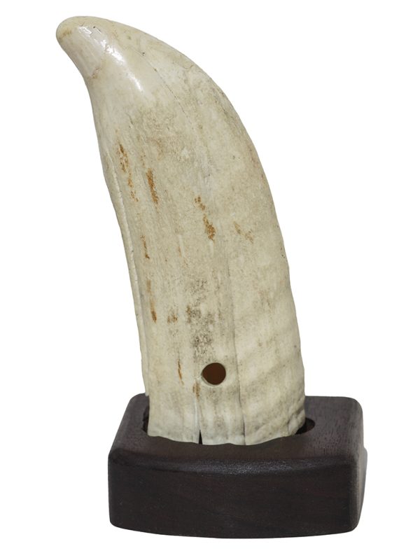 Raw Whale's Tooth Ivory - Scrimshaw Collector