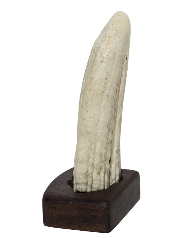 Raw Whale's Tooth Ivory - Scrimshaw Collector