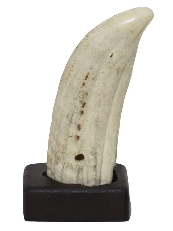 Raw Whale's Tooth Ivory - Scrimshaw Collector