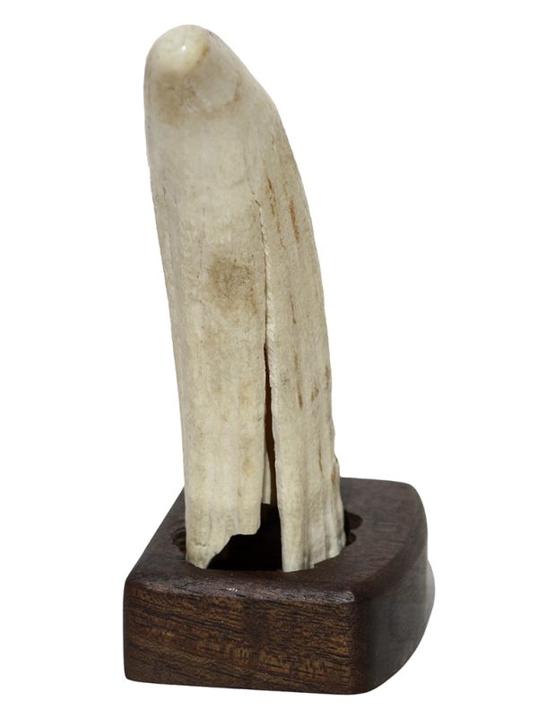 Raw Whale's Tooth Ivory - Scrimshaw Collector