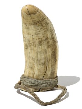 Raw Whale's Tooth with Waxed Cord - Scrimshaw Collector