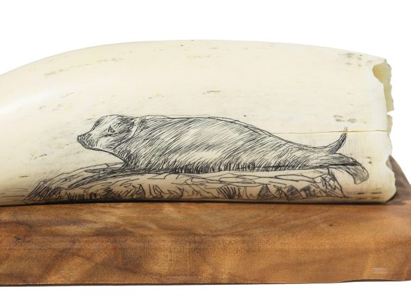 Unknown Artist - Double Sides Scrimshaw