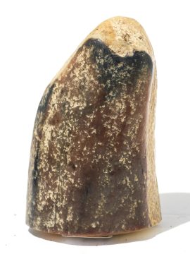 Fossil Walrus Tusk Raw Ivory - Scrimshaw Collector