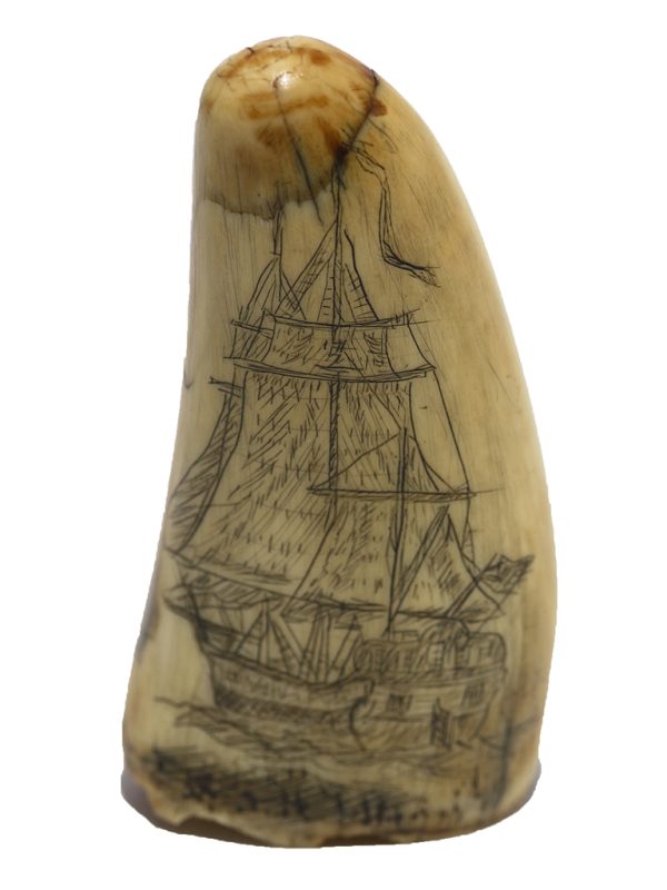 Thomas Mac Donieh Scrimshaw - Andrew Jackson 1812