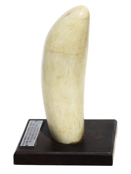 Mounted Whale's Tooth - Scrimshaw Collector