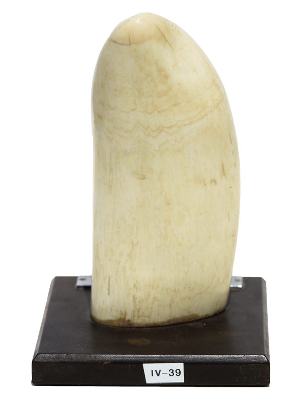 Mounted Whale's Tooth - Scrimshaw Collector