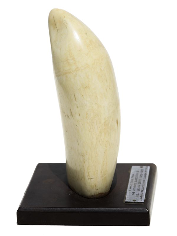 Mounted Whale's Tooth - Scrimshaw Collector