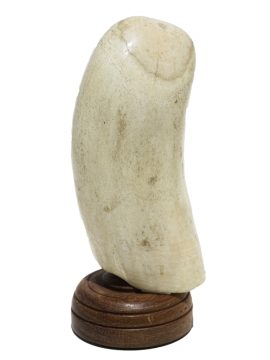 Raw Whale's Tooth Ivory - Scrimshaw Collector