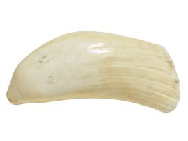 Raw Whale's Tooth Ivory - Scrimshaw Collector