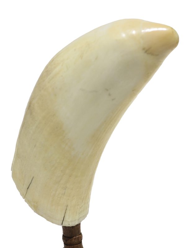 Raw Whale's Tooth Ivory - Scrimshaw Collector