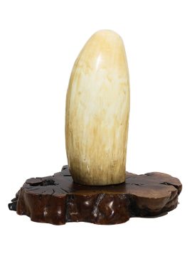 Huge Whale's Tooth on Stand - Scrimshaw Collector