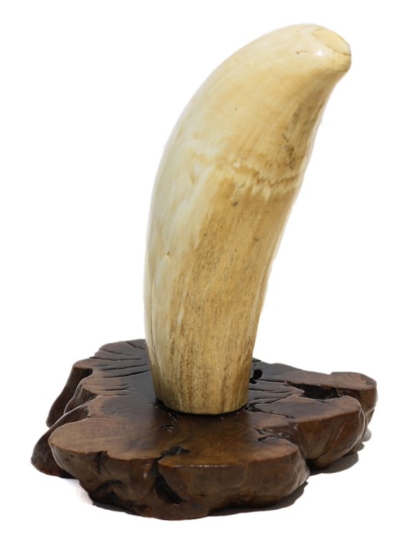 Huge Whale's Tooth on Stand - Scrimshaw Collector