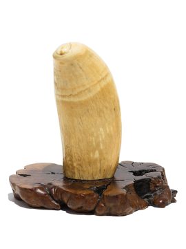 Huge Whale's Tooth on Stand - Scrimshaw Collector