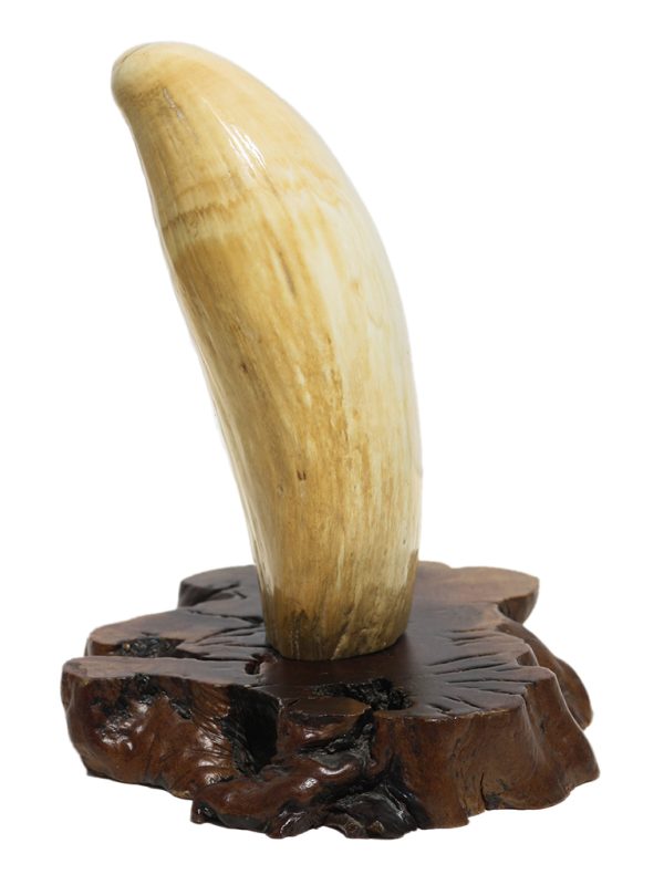 Huge Whale's Tooth on Stand - Scrimshaw Collector