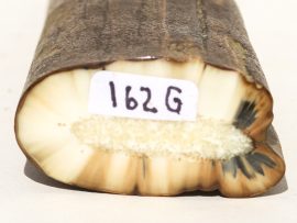 Fossil Walrus Tusk Raw Ivory - Scrimshaw Collector