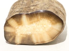 Fossil Walrus Tusk Raw Ivory - Scrimshaw Collector