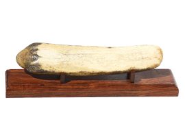 Fossil Walrus Tusk Raw Ivory