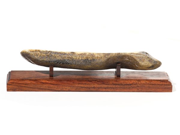 Fossil Walrus Tusk Raw Ivory