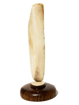 Fossil Walrus Tusk Raw Ivory - Scrimshaw Collector