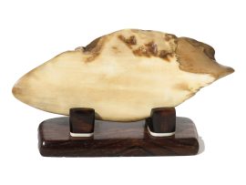 Fossil Walrus Tusk Raw Ivory - Scrimshaw Collector