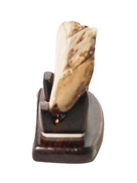 Fossil Walrus Tusk Raw Ivory - Scrimshaw Collector