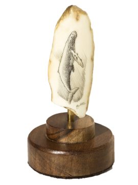 Ray Peters Scrimshaw - Cool Humpback