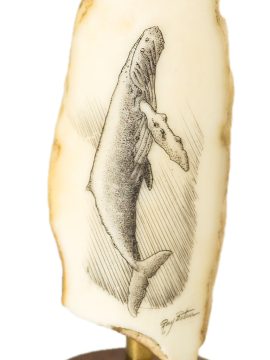 Ray Peters Scrimshaw - Cool Humpback