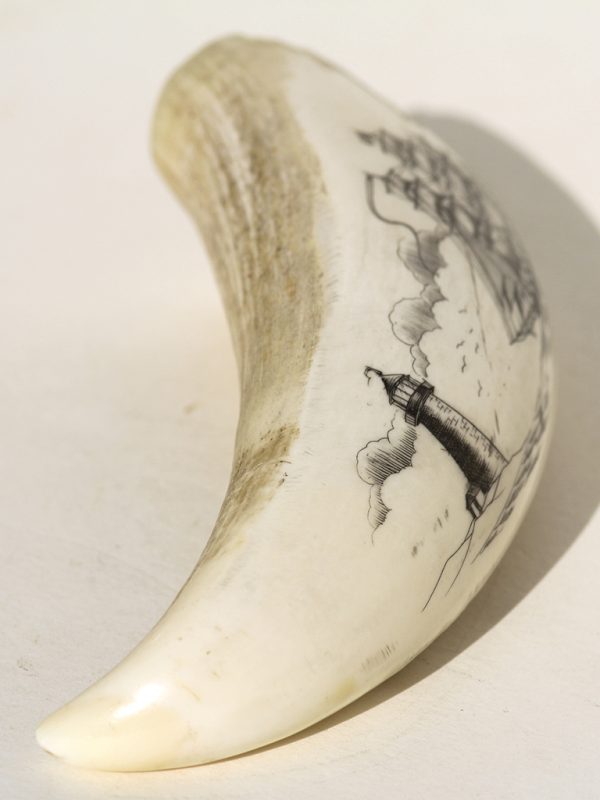 Unknown Artist - Whale's Tooth Scrimshaw